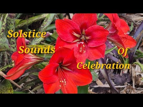 Organic Ecstatic Dance Music🌿Earthly Rhythmns& Ancient Channeled Sounds🪾