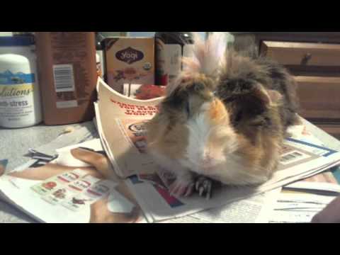 Guinea Pig