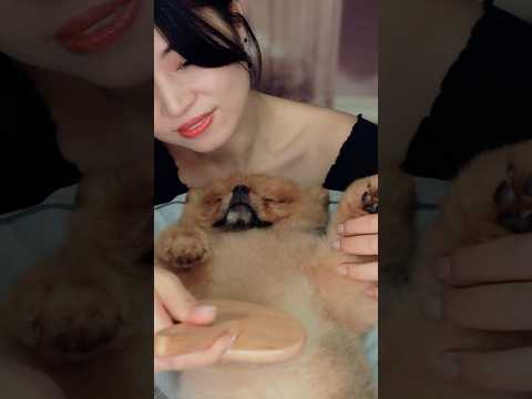 Relaxing Dog Spa #asmr