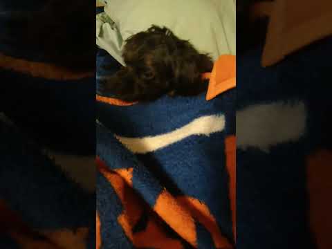 LITTLE PUPPY READY TO GO TO SCHOOL#america #subscribers #shortvideo #shortsfeed #viralshorts #event