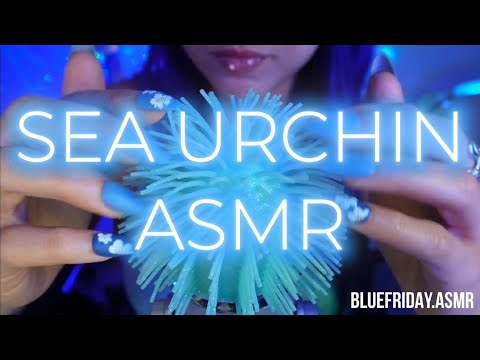 Sea Urchin ASMR🩵(No Music)