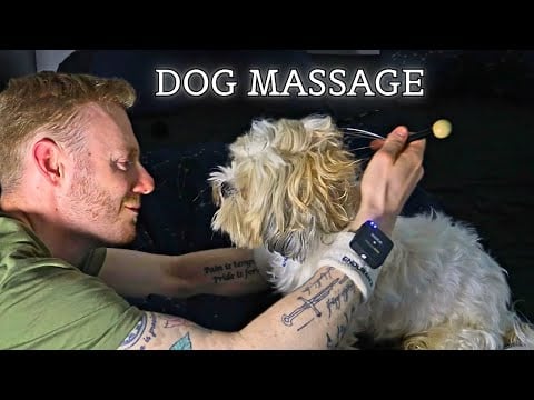 Dog Massage And Cuddles | ASMR