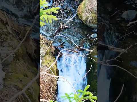 Waterfall bliss ✨️  #beautiful #nature #shorts