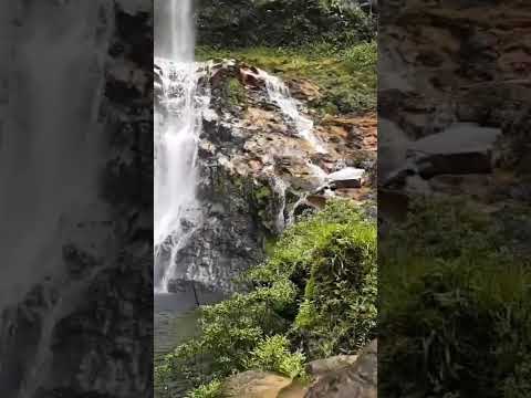 ECUATORIAN JUNGLE 💚 SHUAR SHAMAN ENERGY CLEANSING #asmrmassage #relax #asmr #massage #asmrcommunity