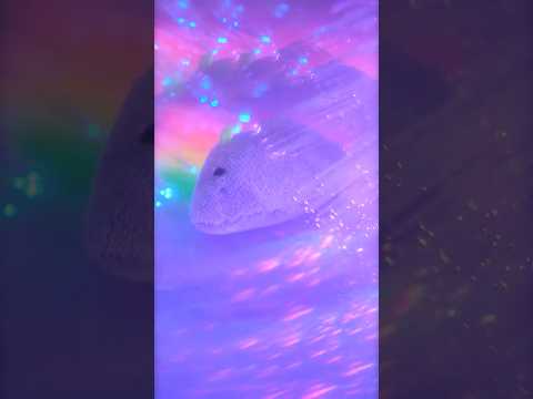 🐈‍⬛😵‍💫 Catnip Trip #asmr