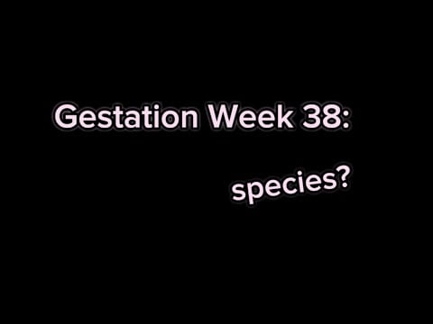 “ASMR” “Roleplay”: You and Your Twin Sister Think Babies are Fruits on the 37th Week of Gestation