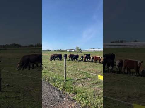 I wish I could pet these cows 😭