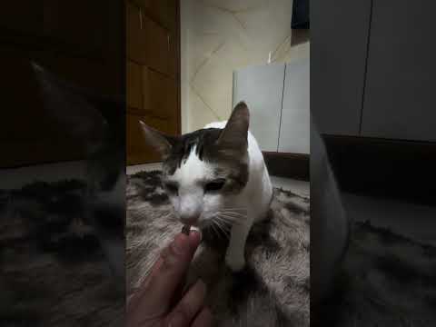 ASMR - SONS DE MASTIGAÇÃO | GATO COMENDO | CAT EATING | SOM CROCANTE | MUKBANG