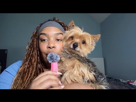 ASMR | Mouth Sounds With My Yorkie 🐶 | brieasmr