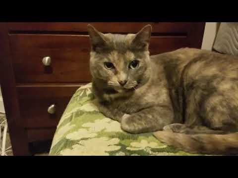 🐈 Playing With Punkin 🐈