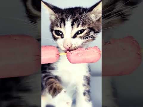 asmr sausage 🌭 kitten