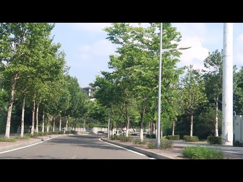 ASMR Driving on Summer Afternoon No Talking No Music