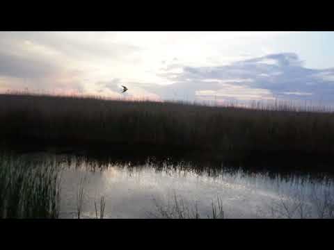 24/7 🔴 LIVE Sunset Nature Sounds 🌅 Real Birds & Frogs Ambience for Sleep, Relaxation & Meditation
