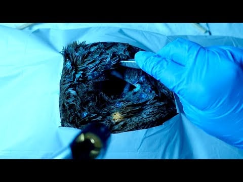 ASMR | Alien Autopsy