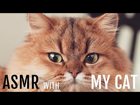 ASMR avec mon chat Jiji