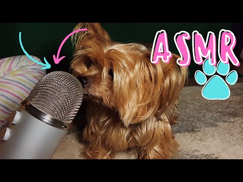 ASMR MINHA CACHORRINHA FEZ MUITOS GATILHOS RELAXANTES