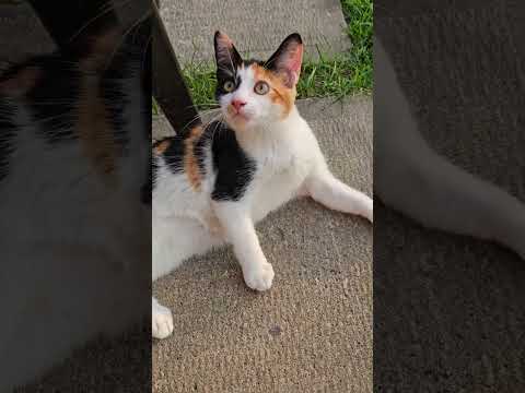 Pretty girly pop ♡ spooks