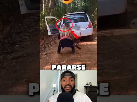 Se paró a medio camino hacer piss pero se le olvidó poner la emergencia 🚗