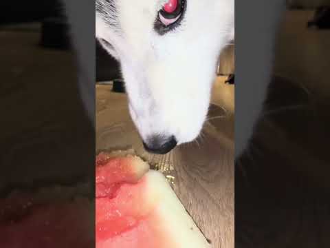 dog eat watermelon n you get tingle