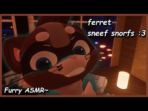 [Furry ASMR] a curious ferret sniffs you down~