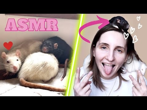 ASMR FR : vidéo avec des RATS 🐭| asmr français asmr pour dormir  #asmrfr