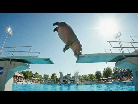 You Won’t Believe This Hippo’s High Dive! 😱🐘💦