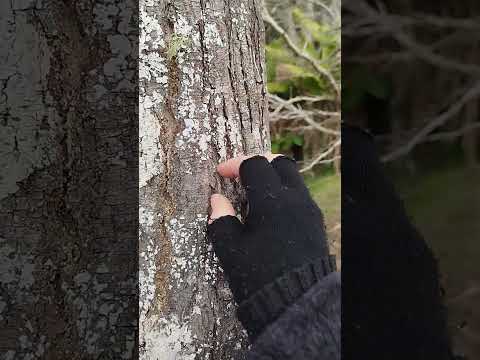 Tapping, scratching e tuc tuc #asmr #asmrsounds