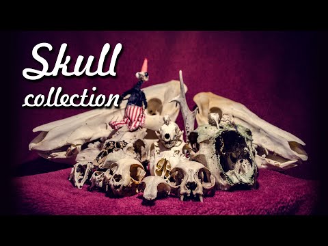 💀 My Skull collection ASMR 🎃