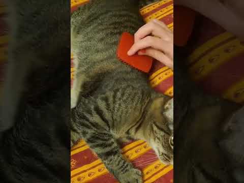 ASMR Brushing my purring cat