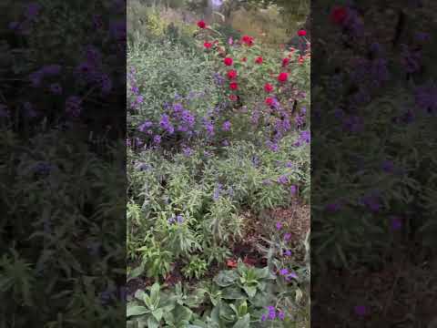 💤Nature ASMR: Walking through flowers in the rain 🌸🌺🌼💤