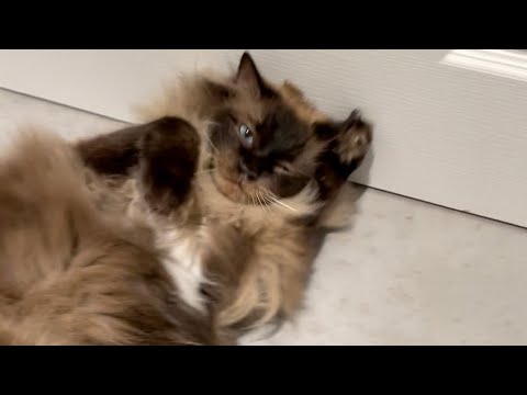 ASMR #shorts Ragdoll Cat Stroking & Purring