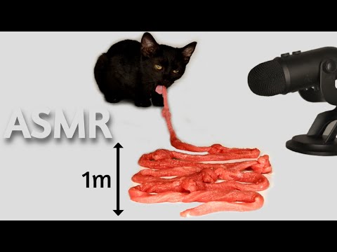 Cat eating 1 meter meat ASMR