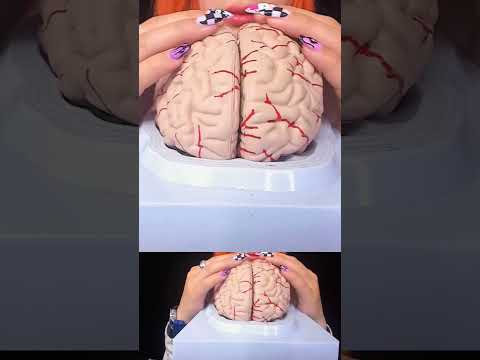 ASMR Brain Massage | Relaxing 3D Sounds for Mind Healing & Deep Focused #shortvideo #shorts