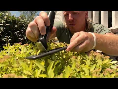 ASMR | How Barbers Trim Their Bush 💈