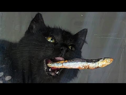 Cat eating Fish Treats & Food ASMR