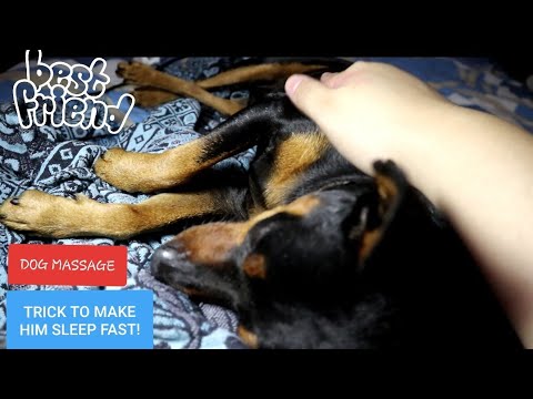 ASMR DOG MASSAGE ( MINI PINCHER ) TRICK THAT WILL MAKE YOUR DOG SLEEP FAST