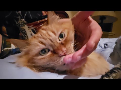 Cat Purring ASMR