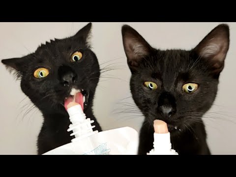 Cat Licking Treats ASMR