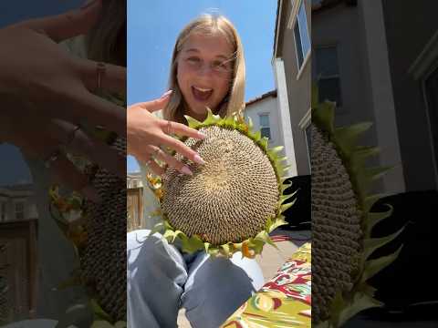 Sunflower ASMR 🌻 #asmr