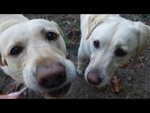 My Dogs Do ASMR!!!