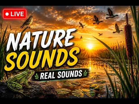 24/7 🔴 LIVE Sunset Nature Sounds 🌅 Real Birds & Frogs Ambience for Sleep, Relaxation & Meditation