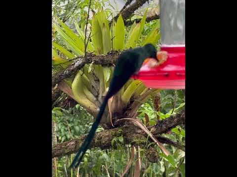 ASMR: Nature Sounds
