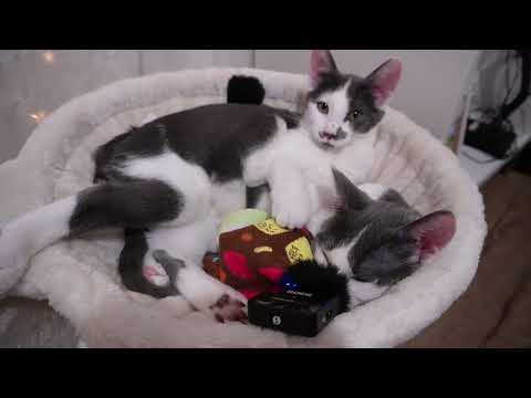 GATOS FAZEM ASMR