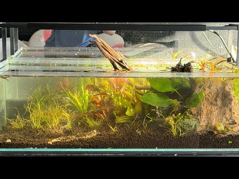 ASMR ~ Aquascaping my 10 gallon shallow fish tank (whispering, rambling, mouth sounds ) 