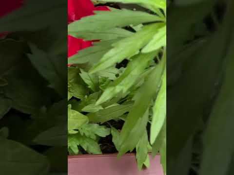Google lens isn’t solving this. Is it a weed?