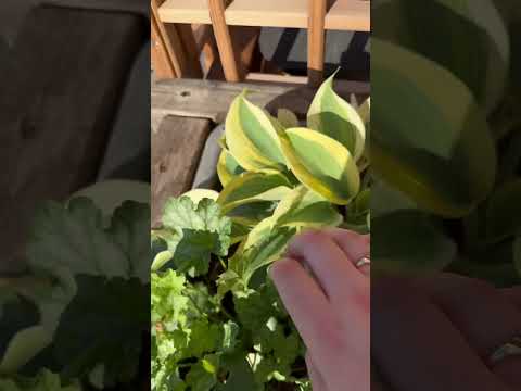 Outdoor asmr #asmr #lofiasmr