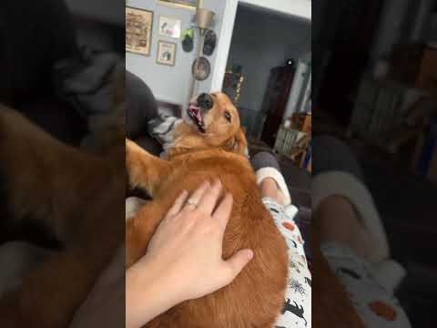 Honey Bear says hiii!!
