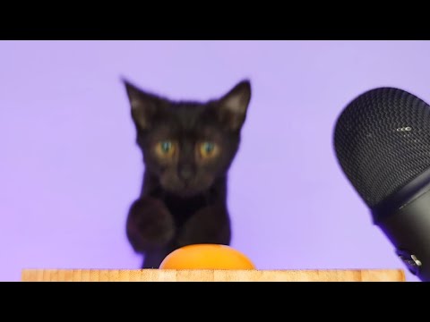 Black Kitten Eating Egg Yolk ASMR