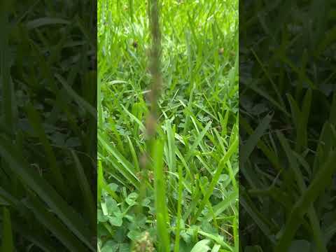 Are nature sounds relaxing? #relaxingsounds #shorts #nature