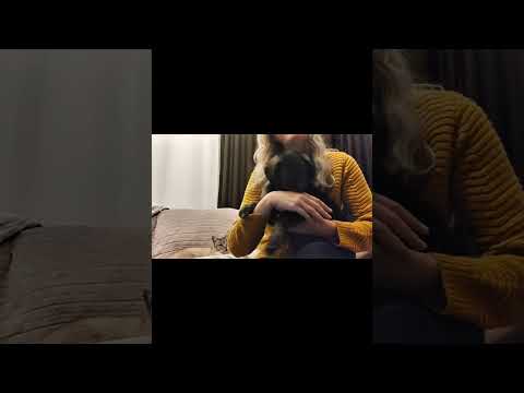 Failed ASMR with Laila 🐶🐕🐶